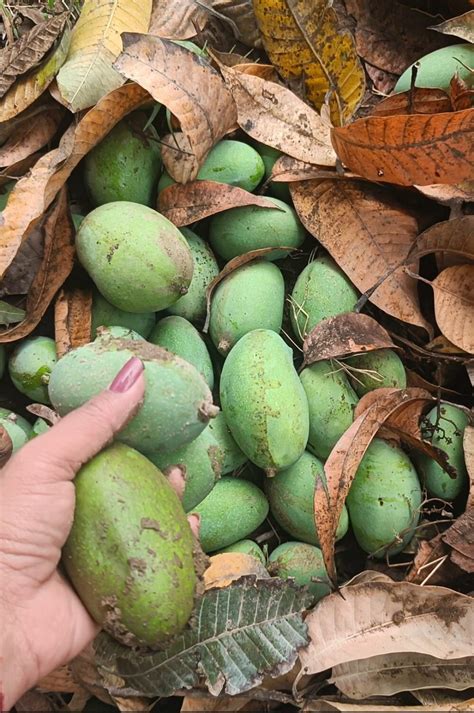 sanhing mango